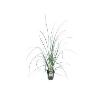 Cortaderia selloana Mini Pampas - pot 2 ltr