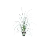 Cortaderia selloana Mini Pampas - pot 2 ltr