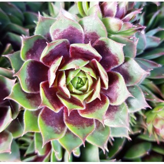 Sempervivum chick charms Â® cranberry cocktail