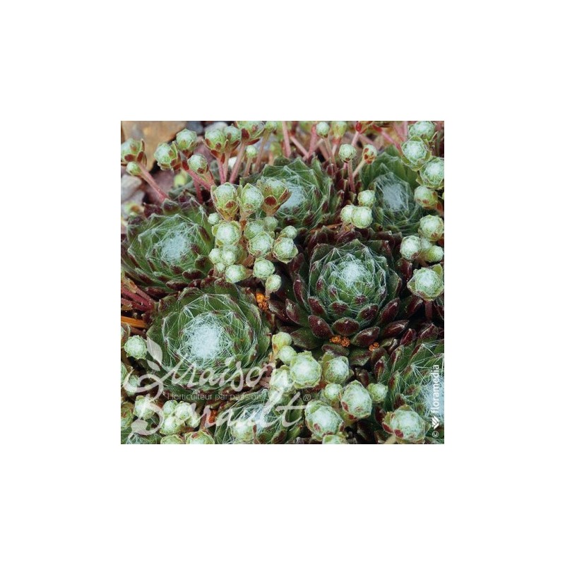 Sempervivum x arachnoideum