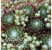 Sempervivum x arachnoideum