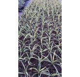 Yucca filamentosa 'Color Guard'