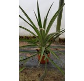 Ananas comosus 'Victoria'