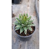 Agave victoriae-reginae Var. Victoriae-reginae