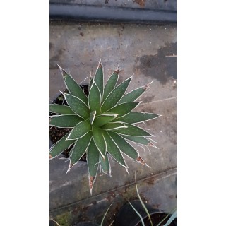 Agave filifera 'Multifilifera'