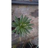 Agave filifera 'Multifilifera'