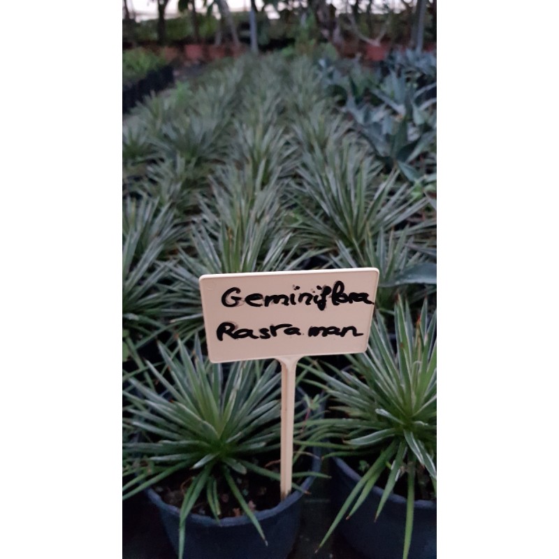 Agave geminiflora 'Rastaman'