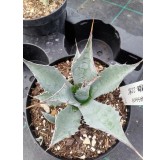 Agave parrasana