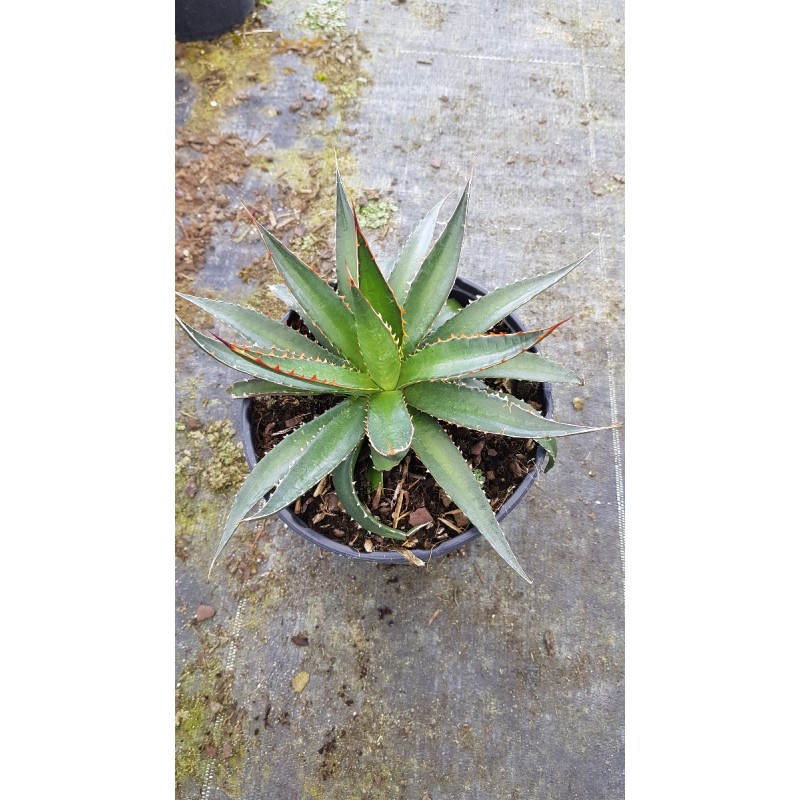 Agave garciae-mendozae