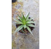 Agave garciae-mendozae