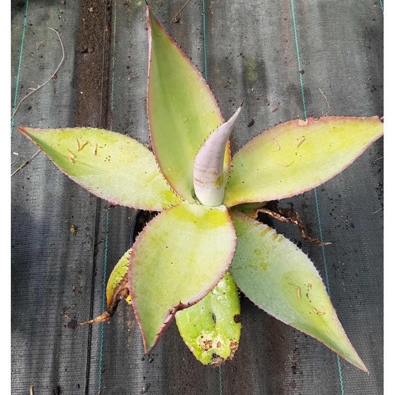 Agave guiengola