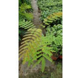 Albizia julibrissin Var. Controis-en-Sologne