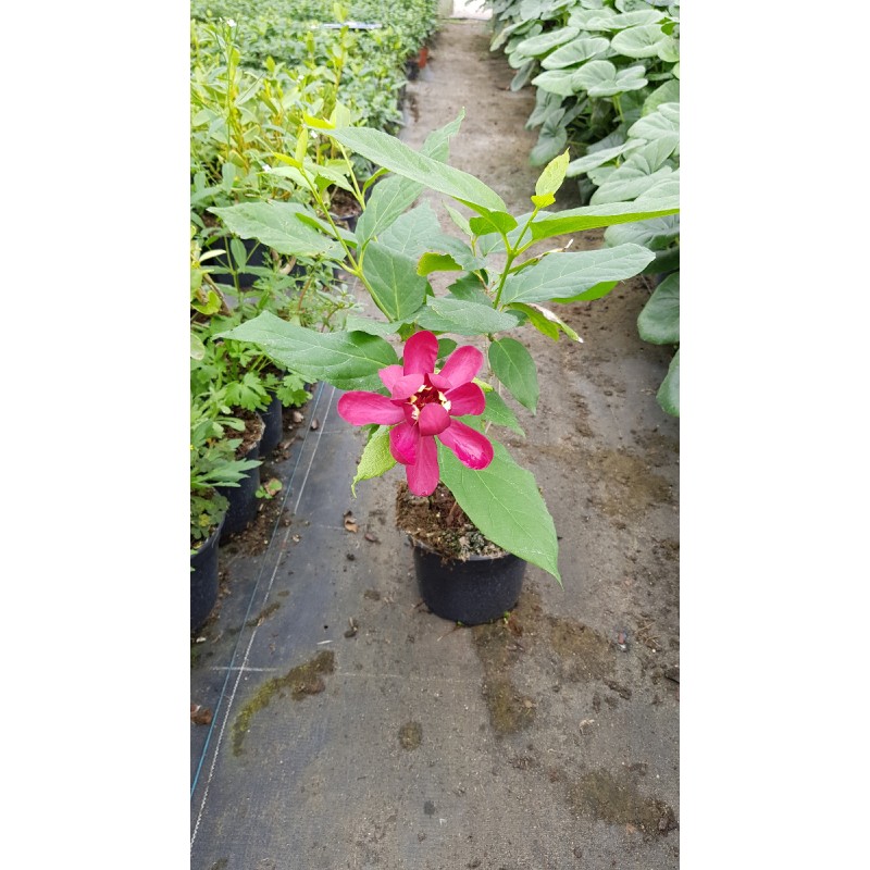 Sinocalycanthus x raulstonii 'Hartlage wine'