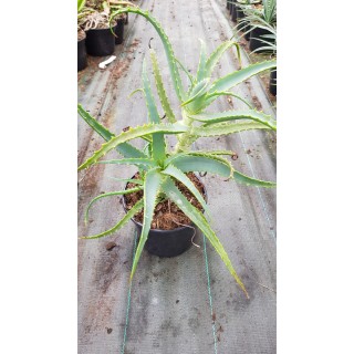 Aloe arborescens