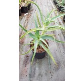 Aloe arborescens