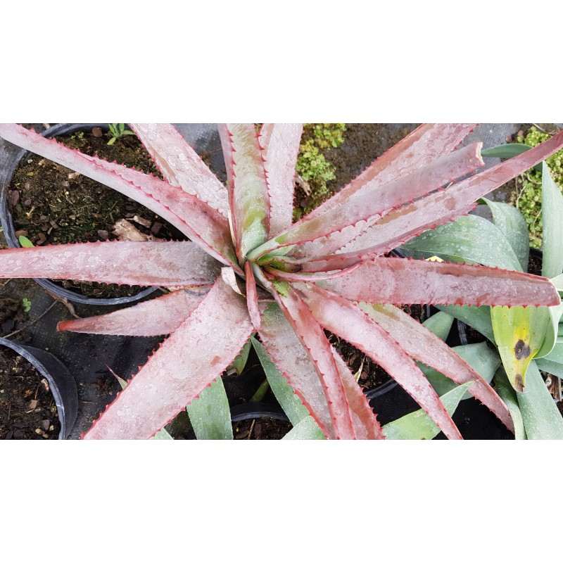 Aloe capitata 'Yellow hoodie'