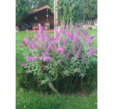 Buddleja davidii FLUTTERBYâ„¢PINK