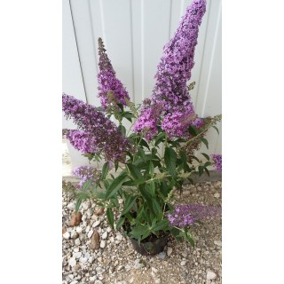 Buddleja davidii FLUTTERBYâ„¢PINK