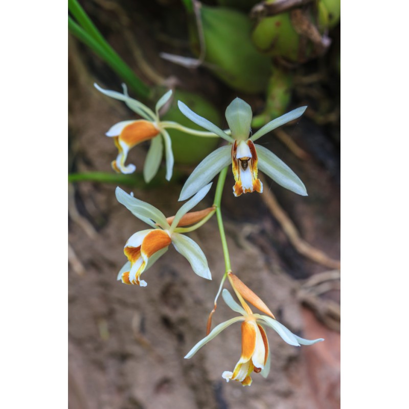 Coelogyne trinervis