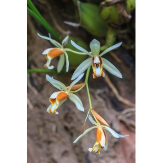 Coelogyne trinervis