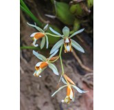 Coelogyne trinervis