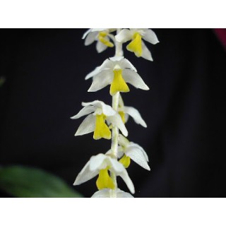 Dendrochilum cobbianum