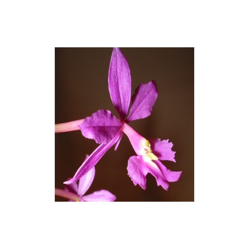 Epidendrum purple