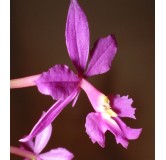 Epidendrum purple