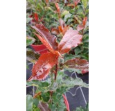 Photinia Magical VolcanoÂ® 'Kolmavoca'