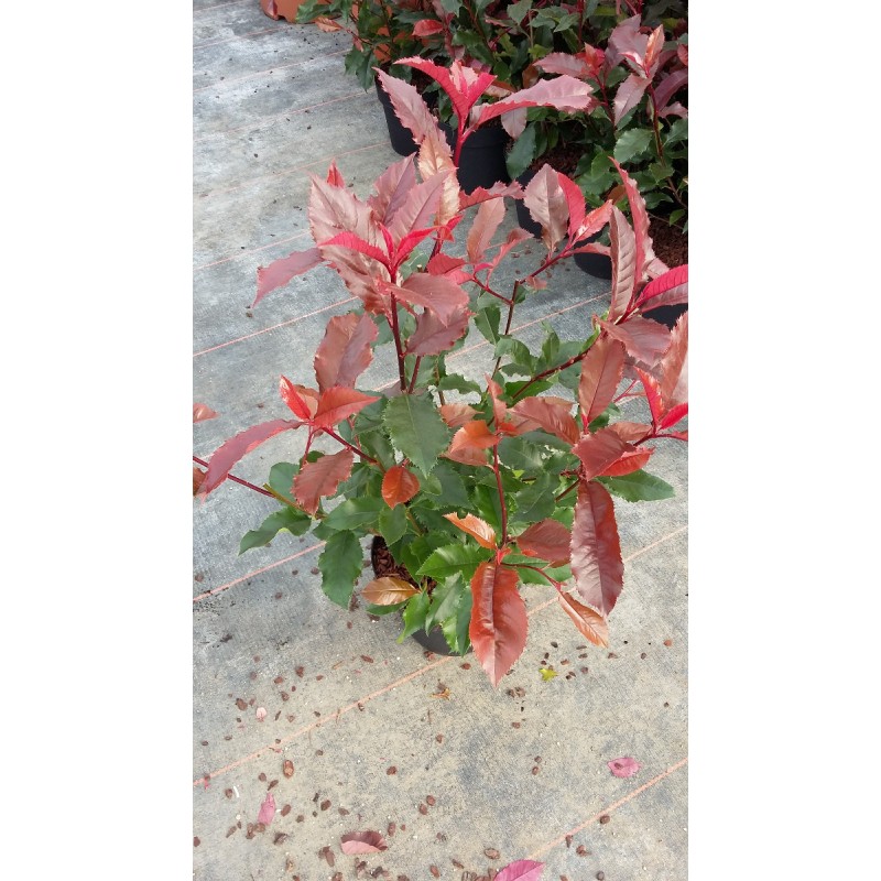 Photinia Magical VolcanoÂ® 'Kolmavoca'