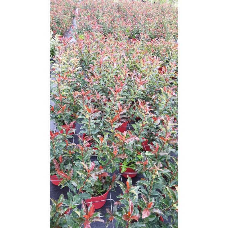 Photinia Magical VolcanoÂ® 'Kolmavoca'