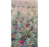 Photinia Magical VolcanoÂ® 'Kolmavoca'