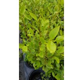 Griselinia littoralis