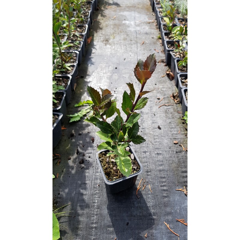 Ilex x meserveae Heckenblau (pbr) â€˜Hach1â€™