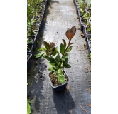 Ilex x meserveae Heckenblau (pbr) â€˜Hach1â€™