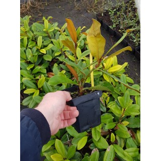 Magnolia grandiflora 'Flore Pleno'