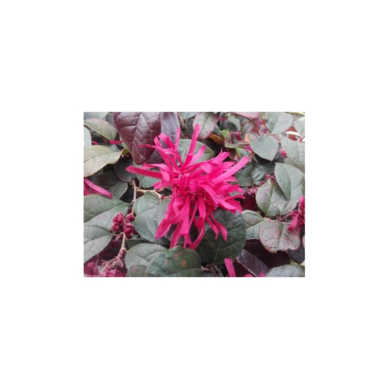 Loropetalum chinensis 'Rouge de La Majorie'Â®