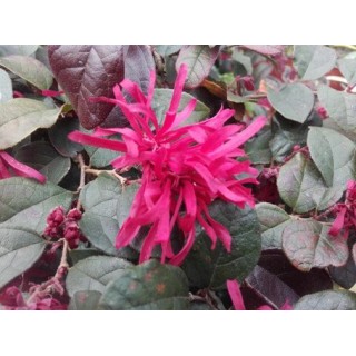 Loropetalum chinensis 'Rouge de La Majorie'Â®