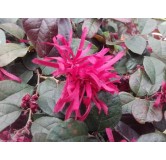 Loropetalum chinensis 'Rouge de La Majorie'Â®