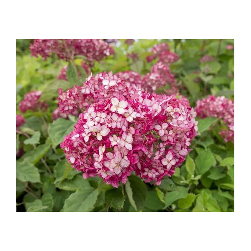 Hydrangea arborescens Ruby Annabelle - pot 3 ltr