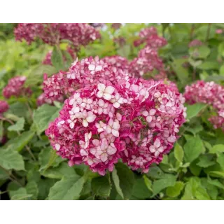 Hydrangea arborescens Ruby Annabelle - pot 3 ltr