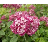 Hydrangea arborescens Ruby Annabelle - pot 3 ltr