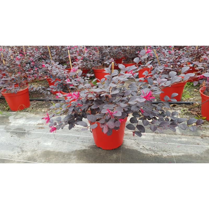 Loropetalum chinensis 'Rouge de La Majorie'Â®