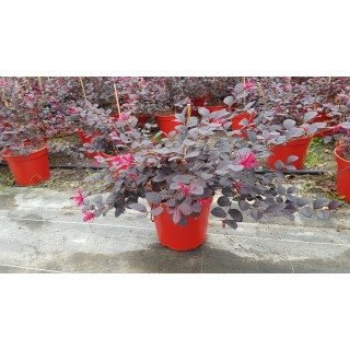 Loropetalum chinensis 'Rouge de La Majorie'Â®