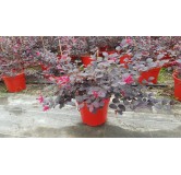 Loropetalum chinensis 'Rouge de La Majorie'Â®