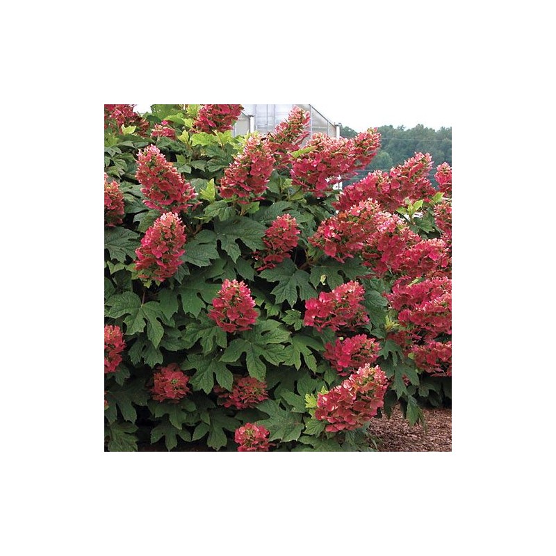 Hydrangea quercifolia 'Ruby Slippers'