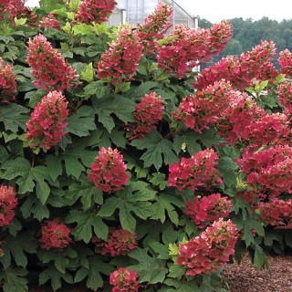 Hydrangea quercifolia 'Ruby Slippers'