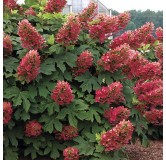 Hydrangea quercifolia 'Ruby Slippers'