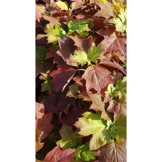 Hydrangea quercifolia 'Alice'