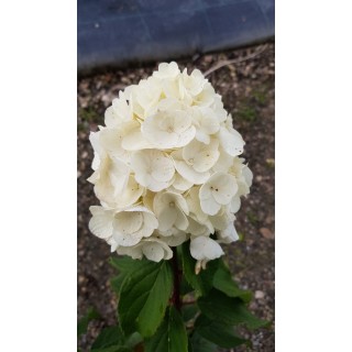 Hydrangea paniculata MagicalÂ® Mont Blanc 'Kolmamon'